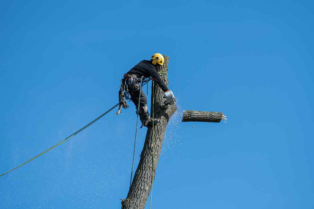 A man on a ladder cutting down a tree.
