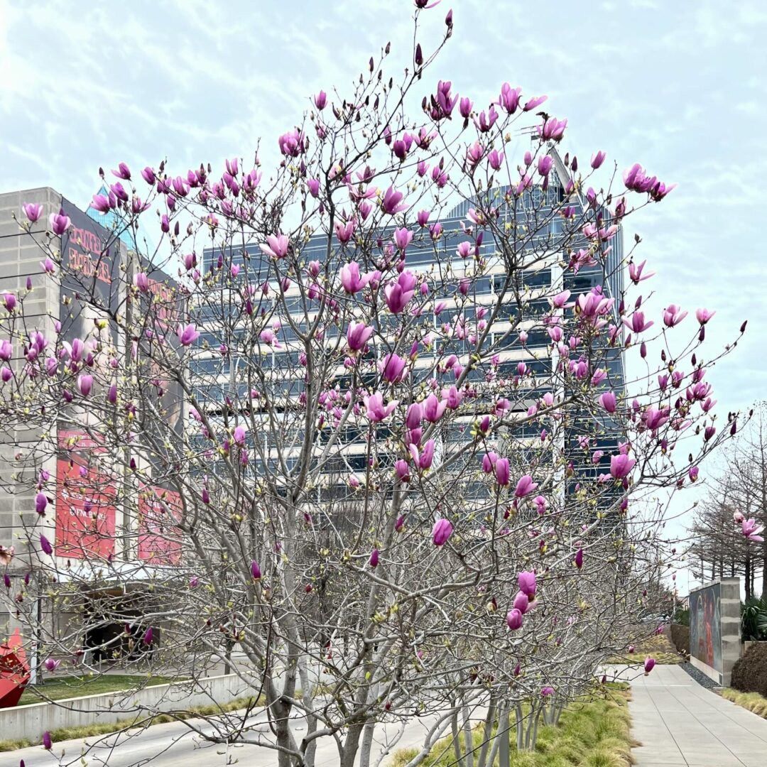 A tree with pink flowers in front of a building.