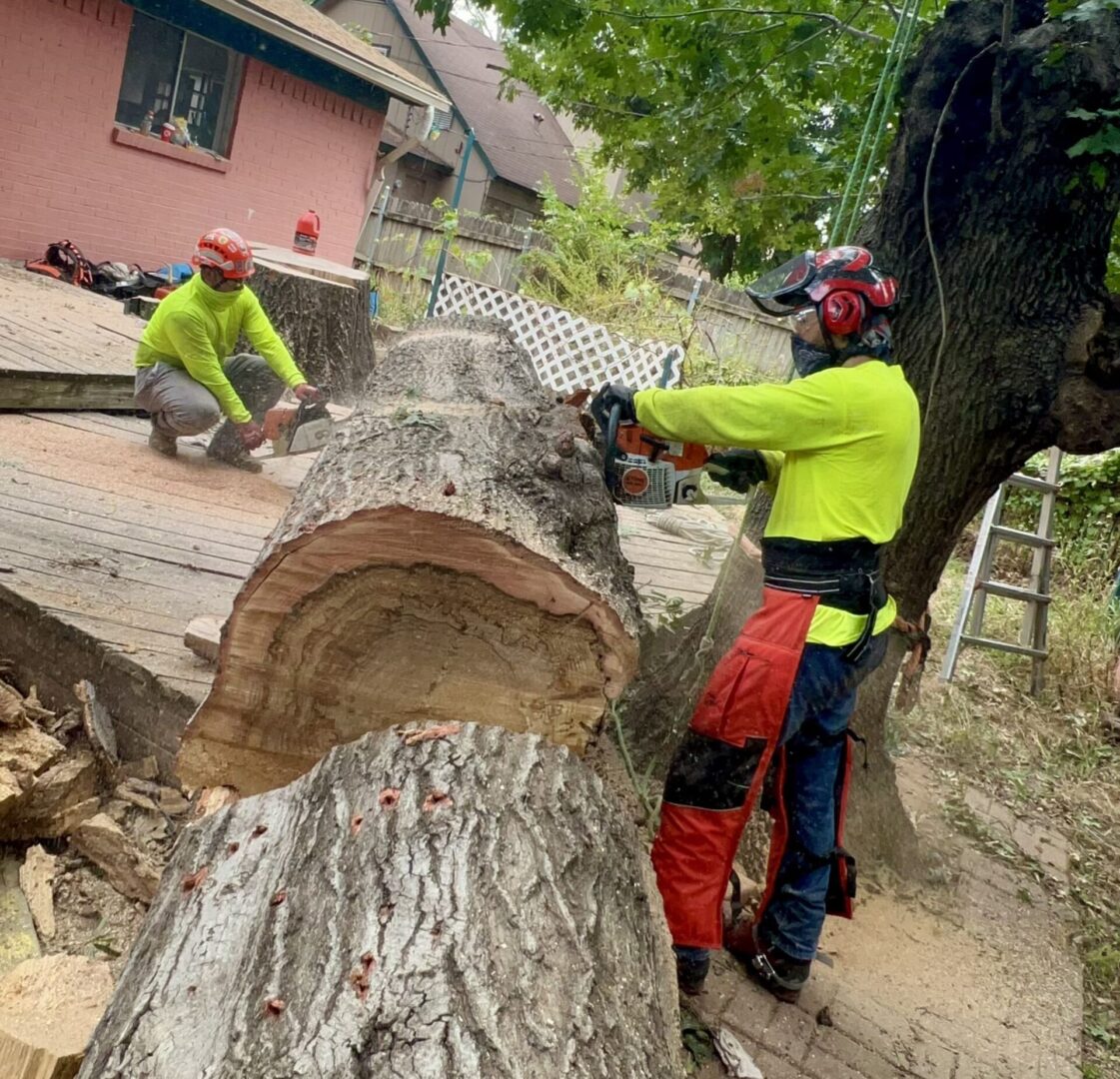 A man cutting down a tree with a chainsaw.